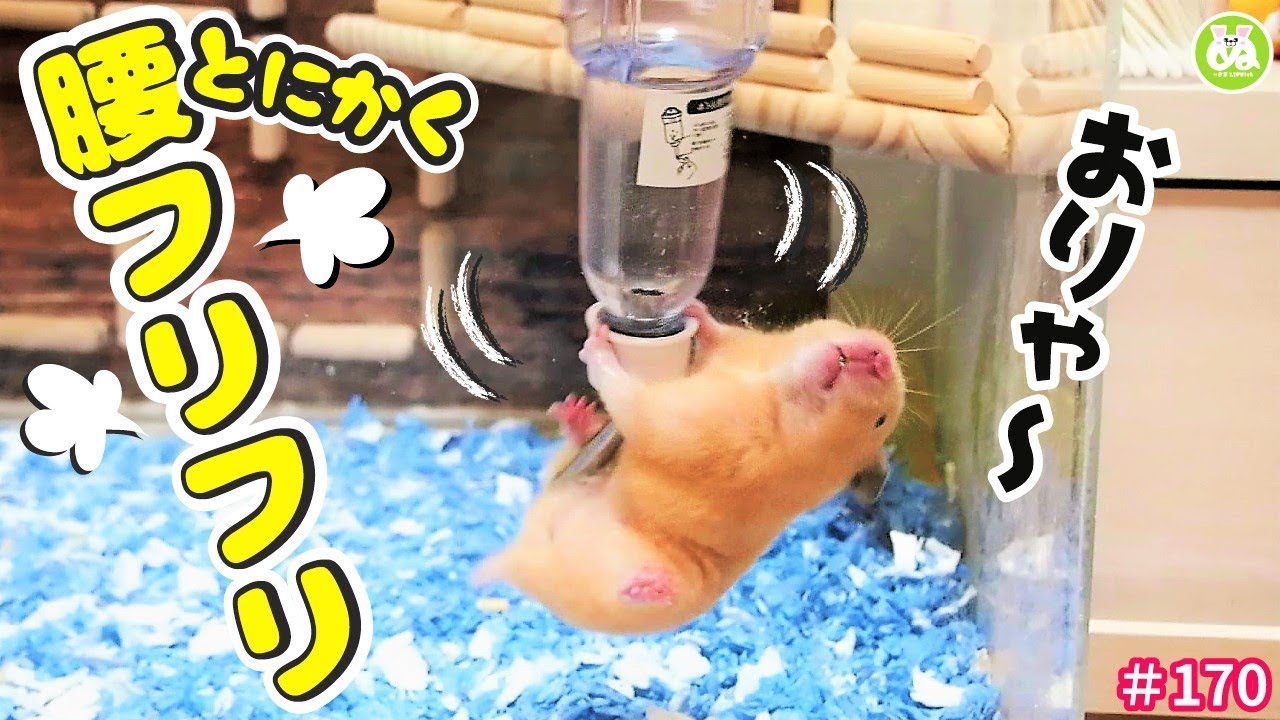 ちょっぴりいやらしい動きをするハムスターがおもしろくて笑える！
