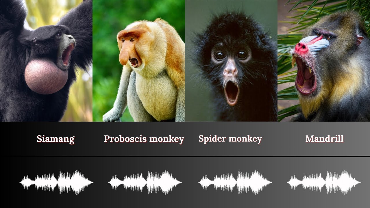 Weir Sound of Different Monkeys (Primates)
