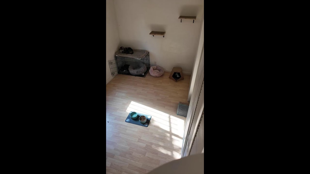 My cats  live 🐈