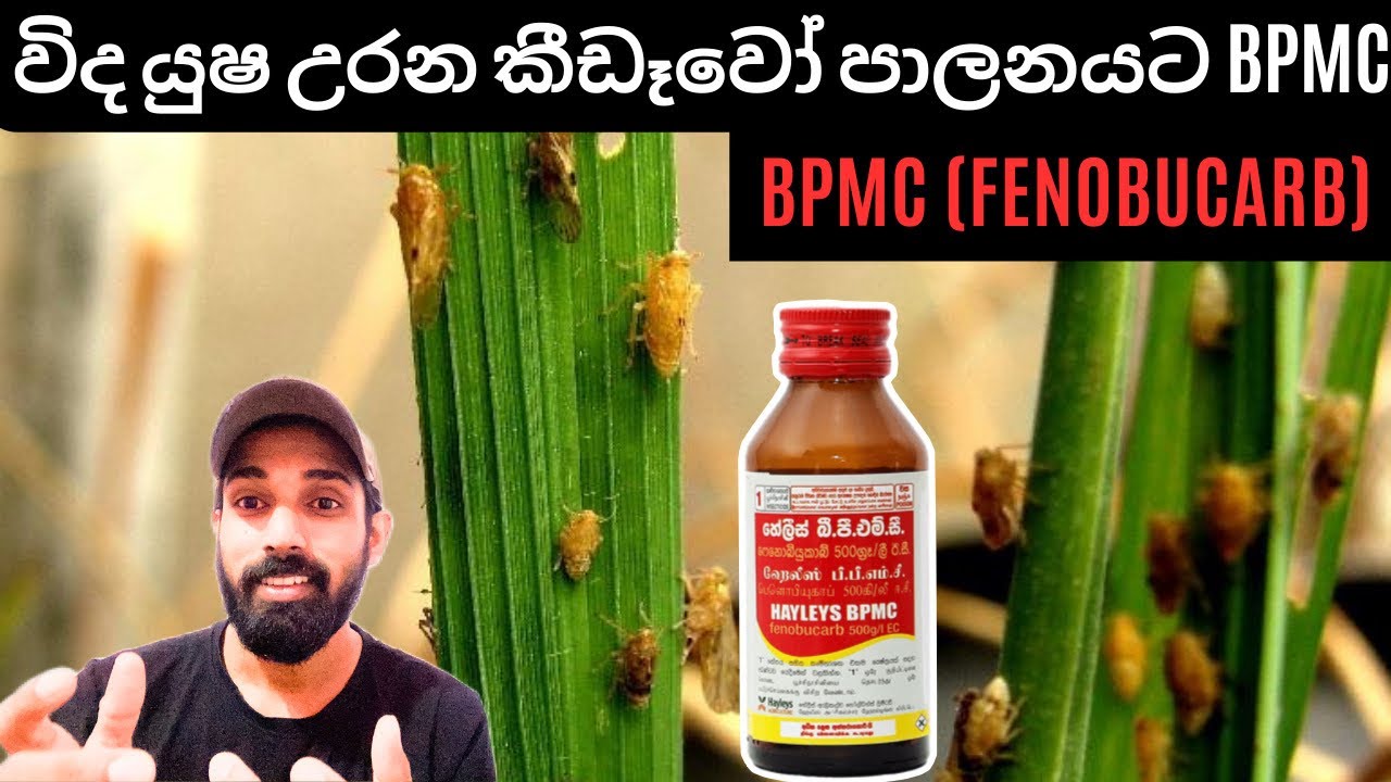 27. වී වගාවෙ කීඩෑ පාලනයට මිරිස් වගාවේ පැල මැක්කා,කුඩිත්තා,සුදු මැස්සා පාලනයට BPMC කෘමි නාශකය.