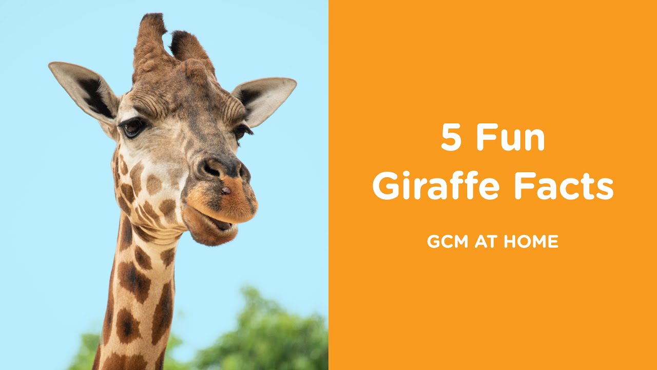 5 Fun Giraffe Facts & Free Giraffe Activity Sheet!