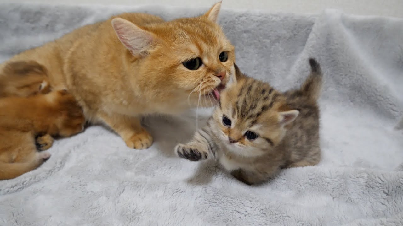 Kitten Choco played hide-and-seek and was found and licked by cat Mimi.
