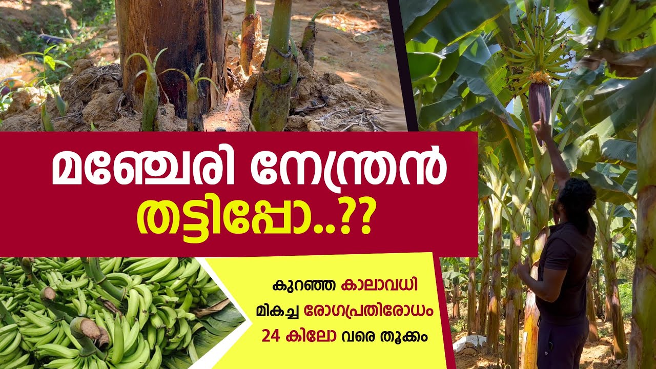 അധ്വാനം കുറവ്..ചിലവും കുറവ് | മഞ്ചേരി കുള്ളന്‍ വാഴകള്‍ ആറുമാസം കൊണ്ട് കുലവെട്ടുമോ? | Vazha Krishi