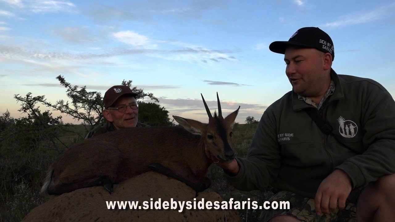 Duiker Hunting - Hunting in Africa - Hunting the Brown Bush Duiker