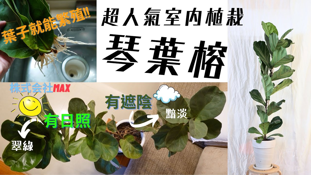 琴葉榕!!超熱門室內大型植栽，莖跟葉都可以拿來繁殖-株式会社Max