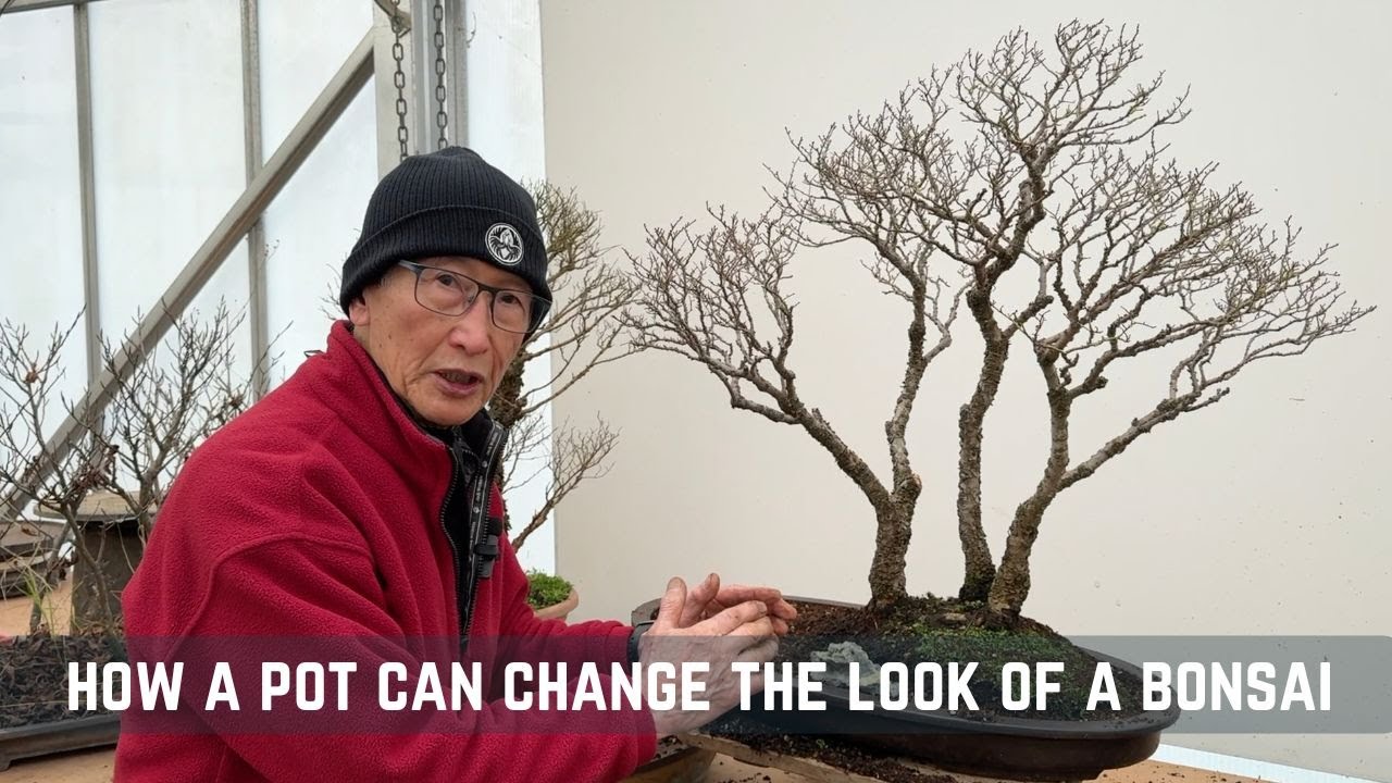 How a Pot Can Change the Look of a Bonsai (And meeting an old friend from 1980!)