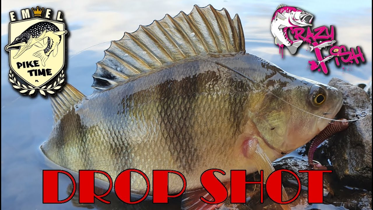łowienie okoni na drop shot