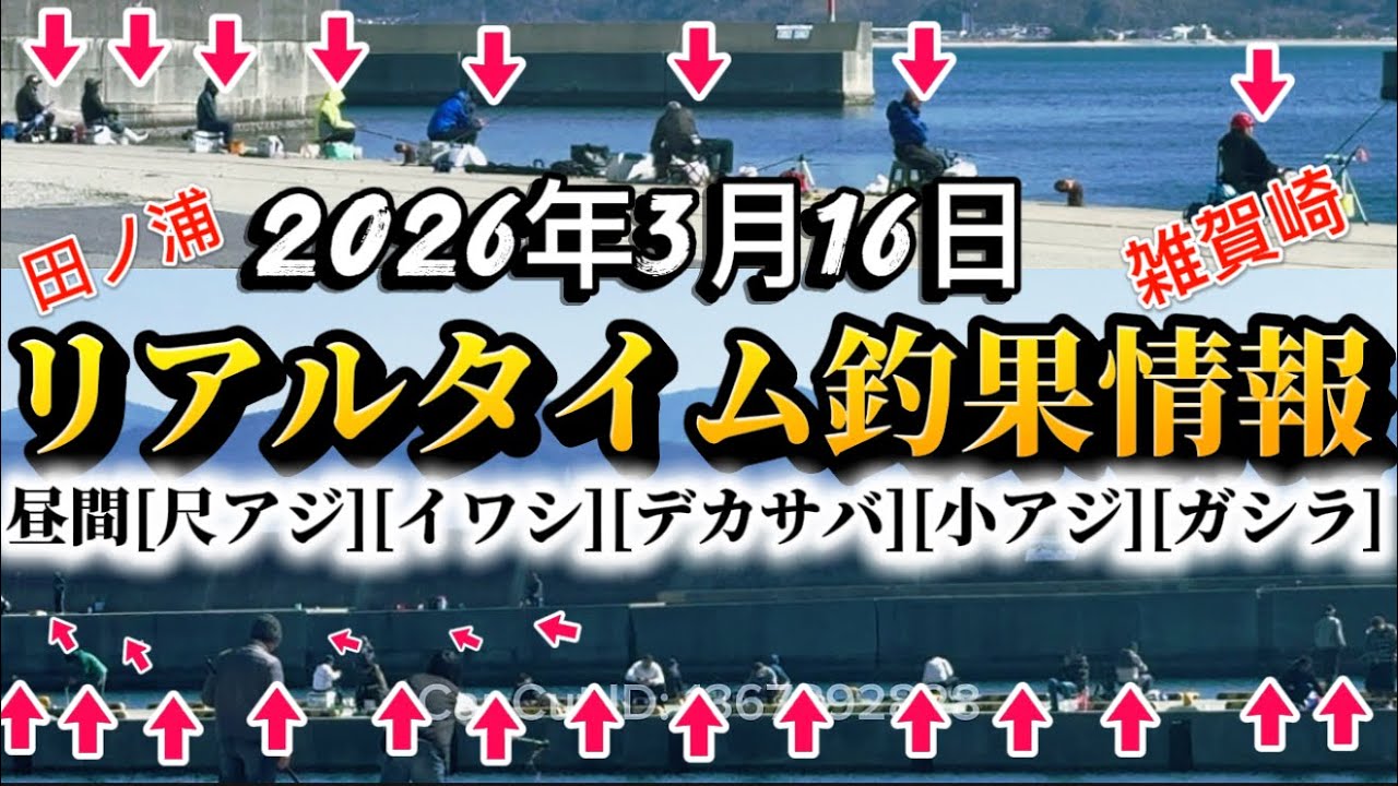 【速報】ヤバすぎます‼️釣れてます‼️昼間から尺アジ釣れてます‼️田ノ浦.雑賀崎.デカサバいわしガシラ