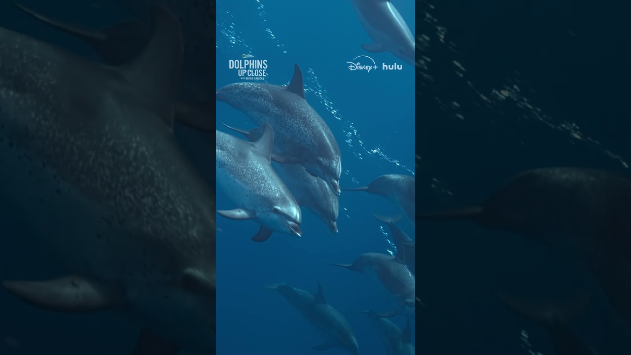 A minute of dolphins to cleanse your feed. 💛 🐬 #DolphinsUpClose