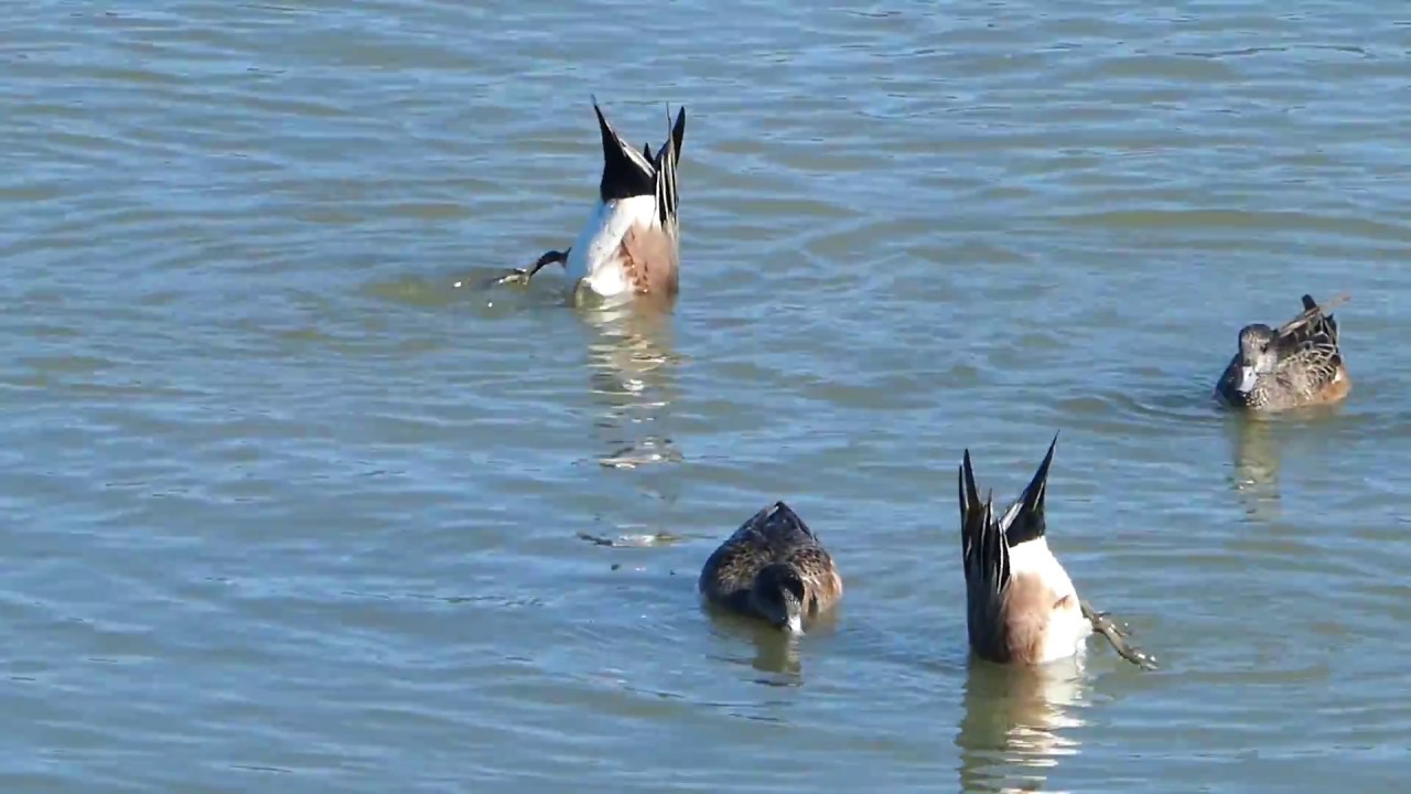 North Basin - The Video