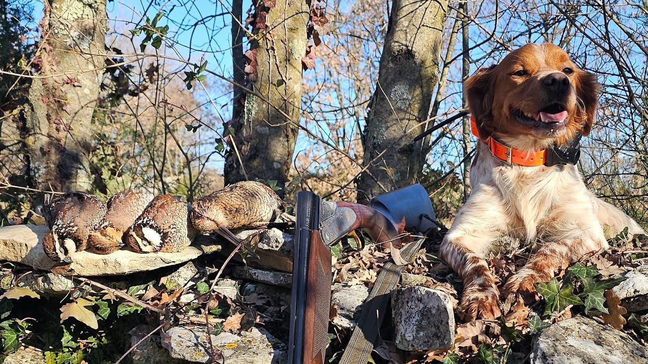 Caccia alla beccaccia I Woodcock hunting I Çulluk avi I Pina Spaleone I Zadnji lov u '25.