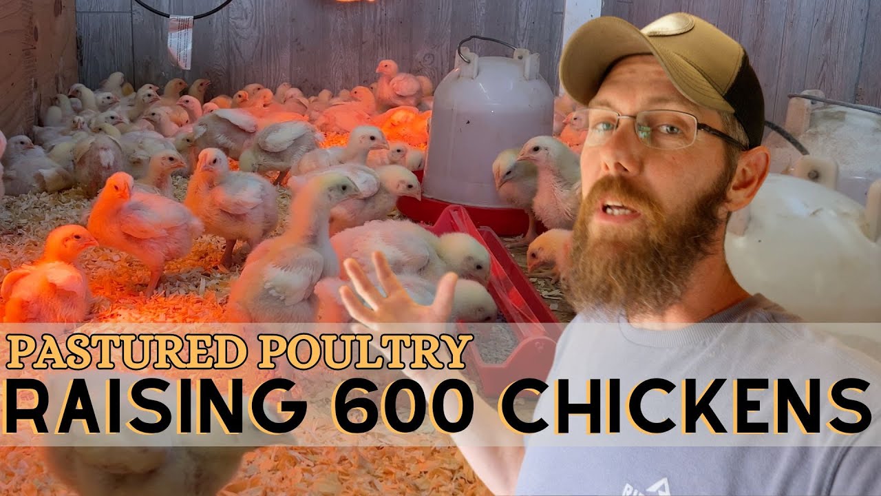 I'm Raising 600 Cornish Cross Chickens for meat | Pastured Poultry Series Kickoff