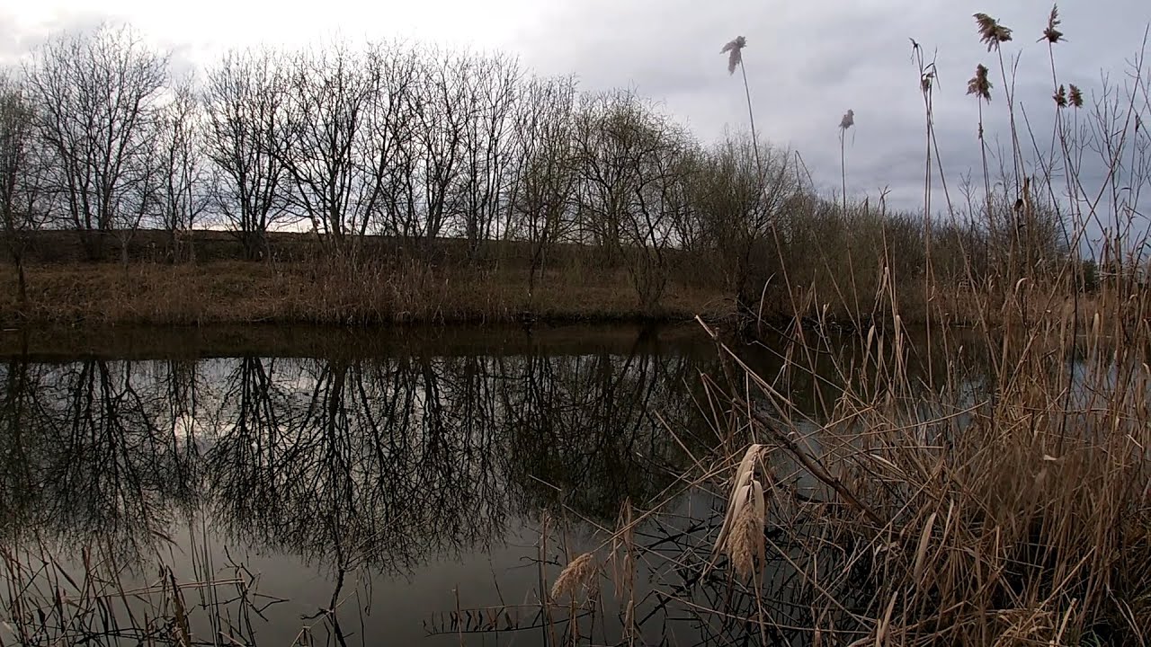 PESCUIT LA PLUTA PE UN CANAL SALBATIC CU NASU SI NEA AURICA