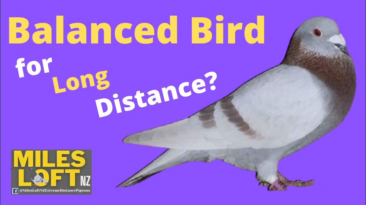 Balanced Bird for long distance?Miles Loft NZ/PH-Home of 1200 kms daybird / winners & McArthur lines
