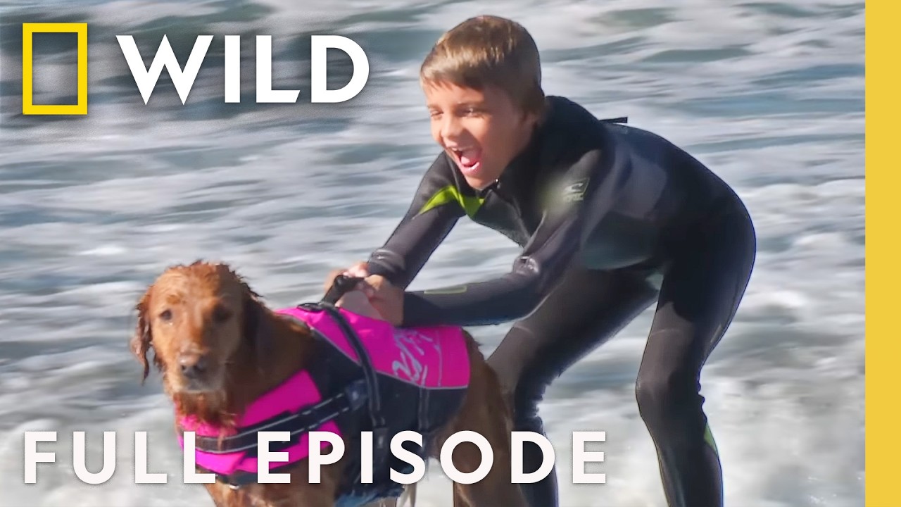 Dogs Got Talent (Full Episode) | Super Underdogs | Nat Geo Animals
