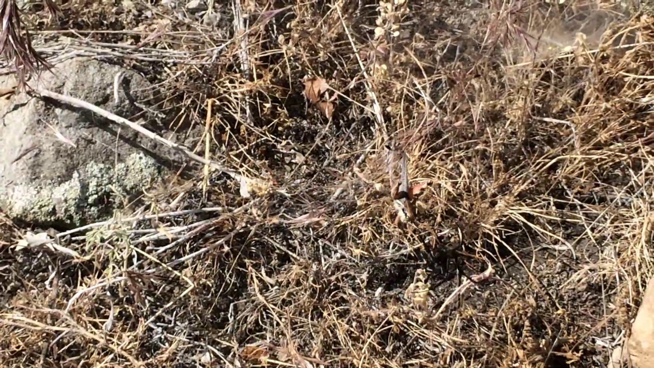 western black widow spider