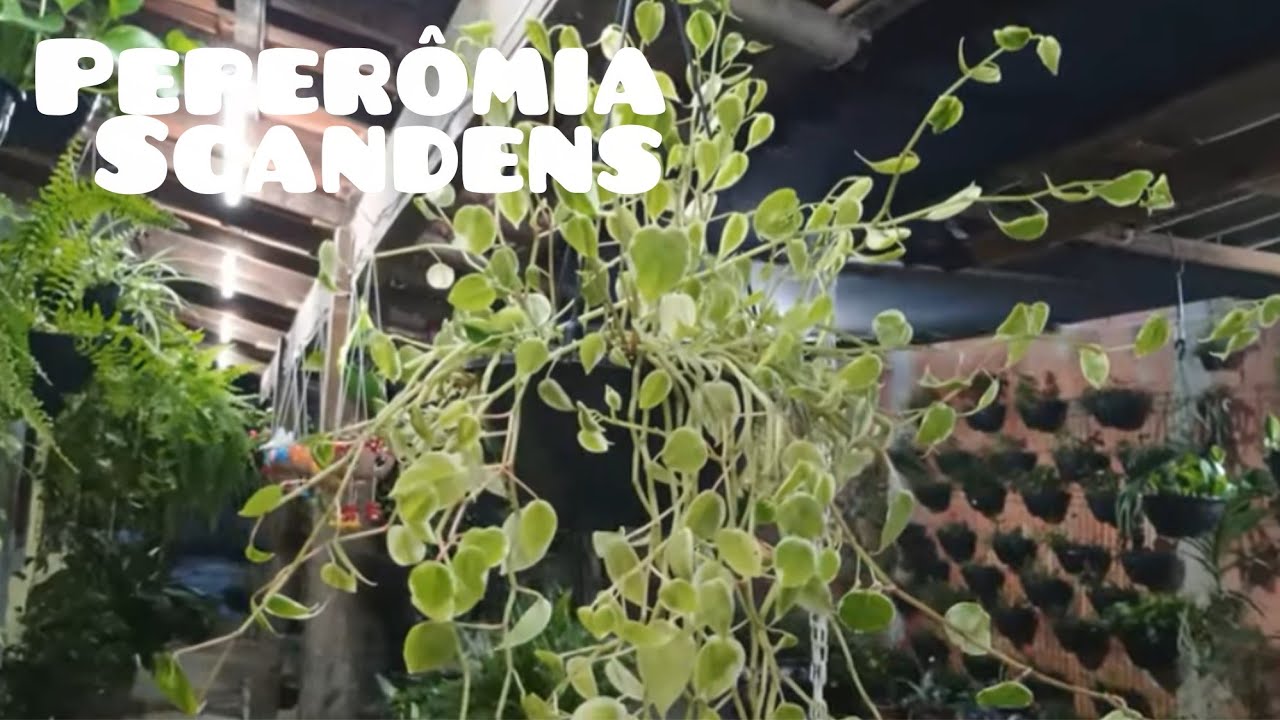 Poda de Limpeza nas Peperômias 