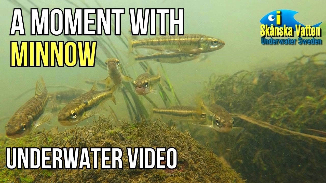 A Moment With Minnow /Underwater video  #undervattensfilm #undervattensvideo  #elritsa