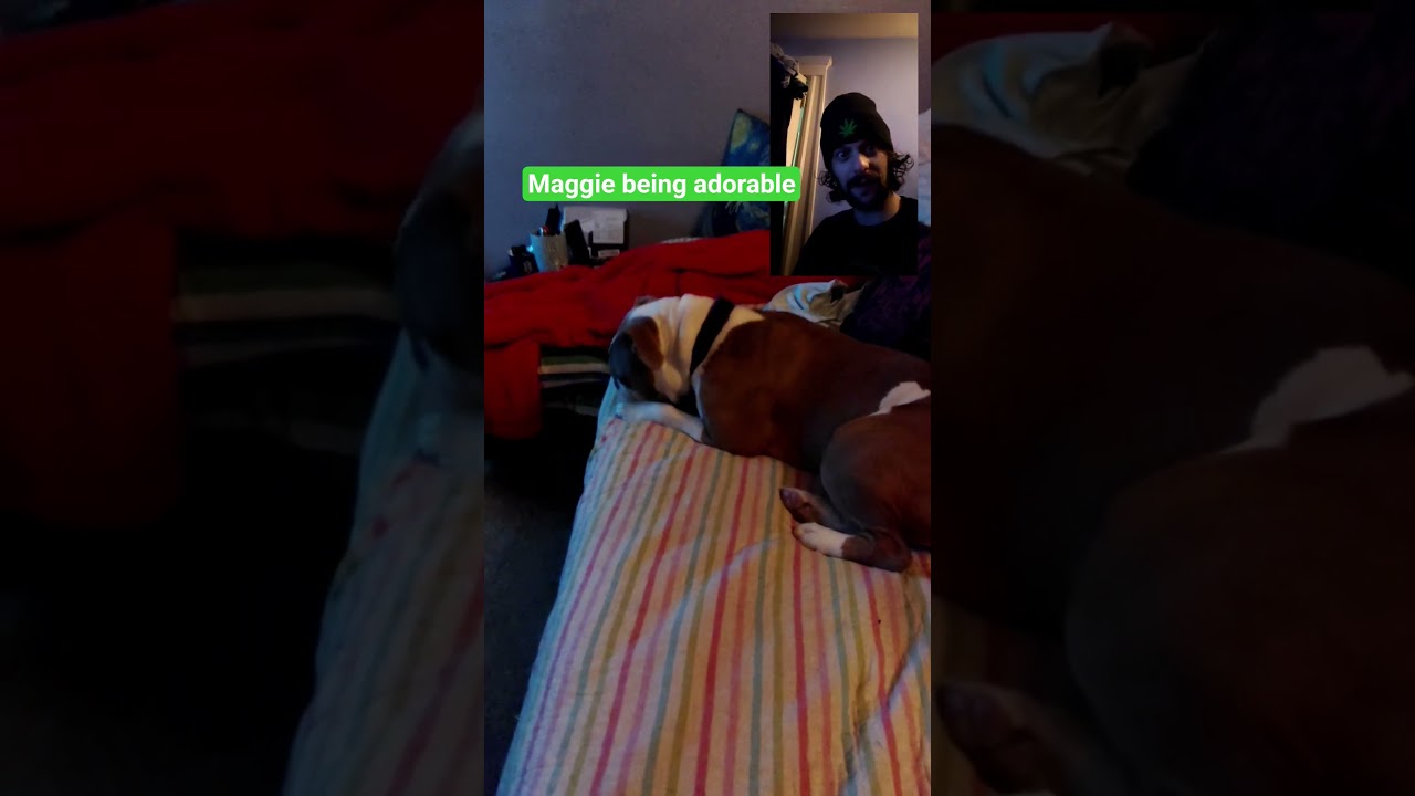 @Franenstein enjoying #life #dog #film #copland