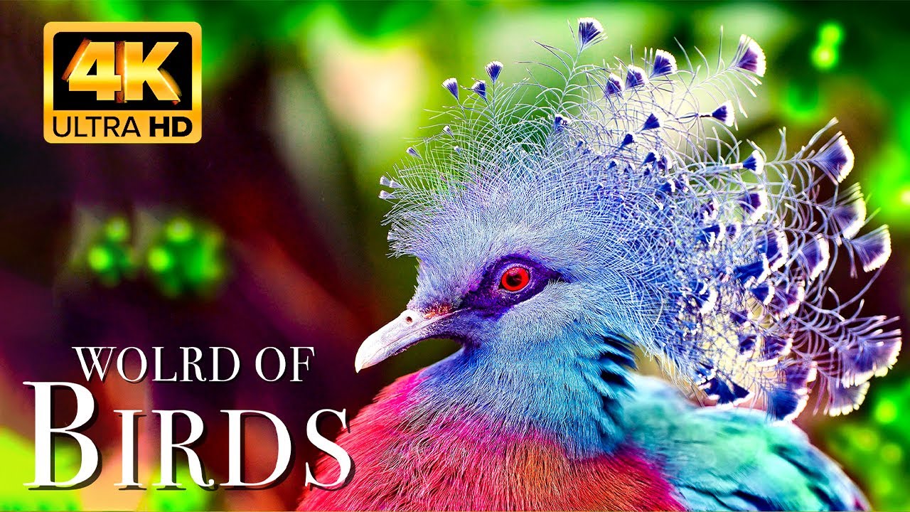 🐦 The World of Birds in 4K UHD | Healing Bird Sounds & Scenic Relaxation Film for Stress Relief