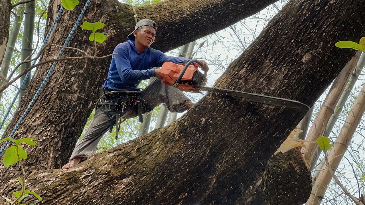 Dangerous Huge Tree Feeling ‼️
