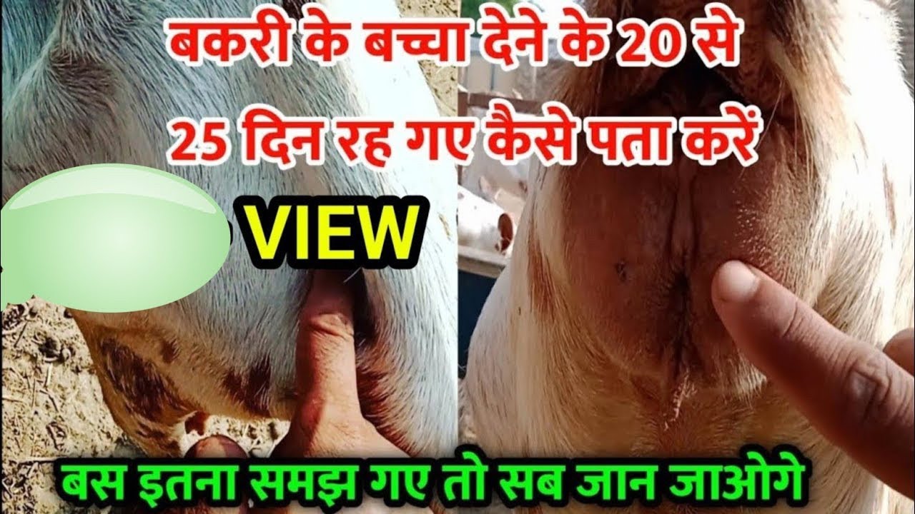 4 महिने की गाभिन बकरी का पता लगाने का सबसे आसान तरीका // 4 month pregnant goat symptoms