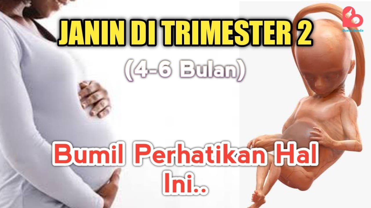 PERKEMBANGAN JANIN DI TRIMESTER 2 - HAL YANG HARUS DIPERHATIKAN!
