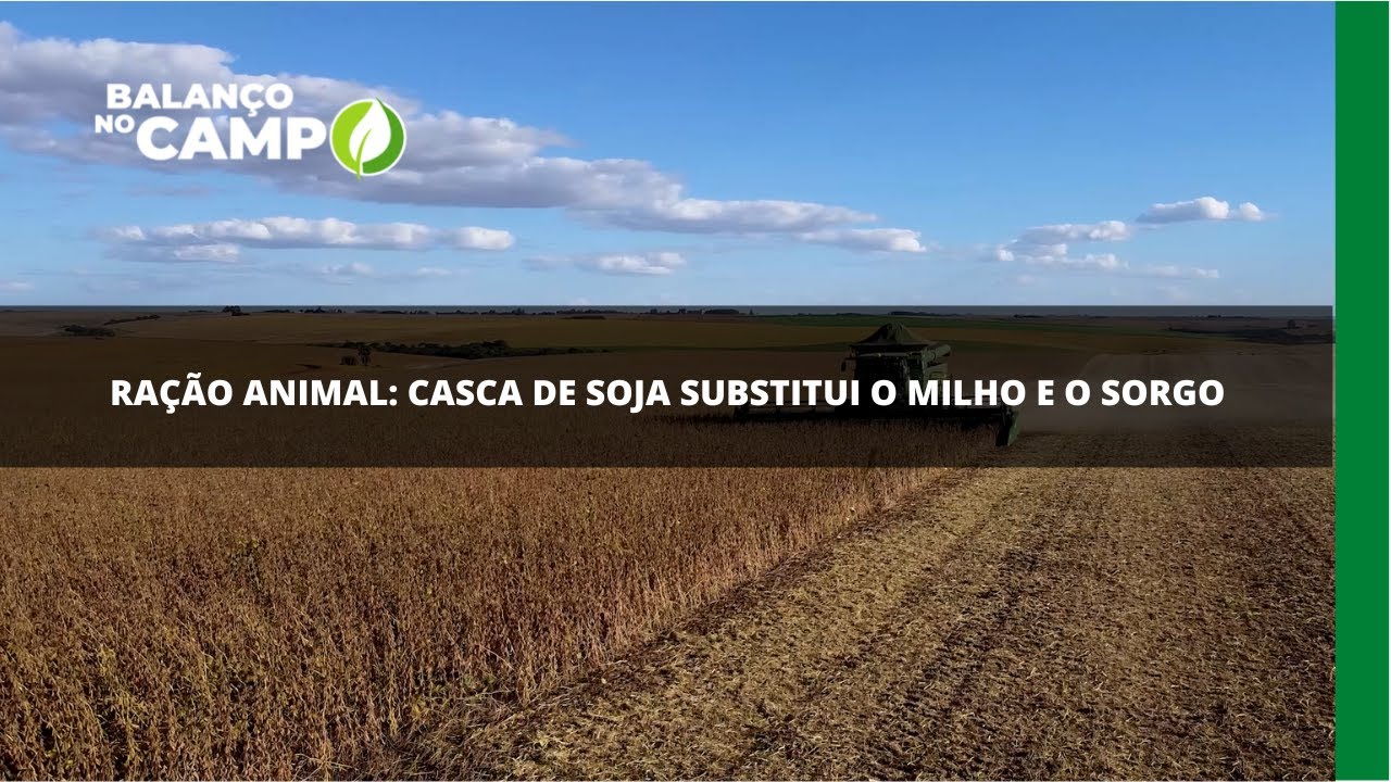 Casca de soja usada na ra&ccedil;&atilde;o animal