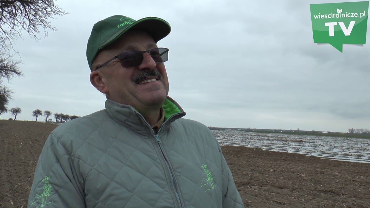 Uprawa kukurydzy pod folią biodegradowalną. Ile to kosztuje i jakie są zyski?