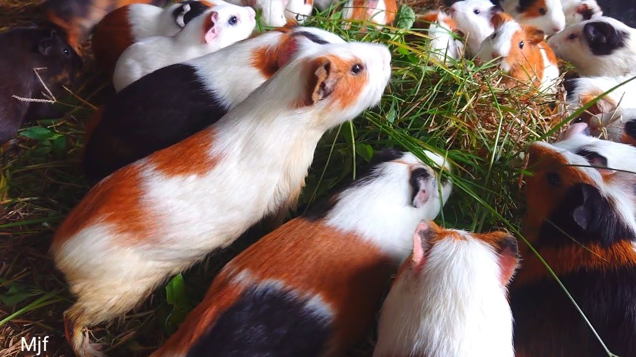 Cute Guinea pigs eating ASMR, cute and funny baby Guinea pig eating grass,, cute pet animals 