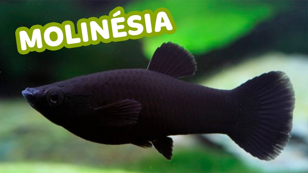 5 coisas que você PRECISA SABER sobre a MOLINÉSIA - Minha Fauna