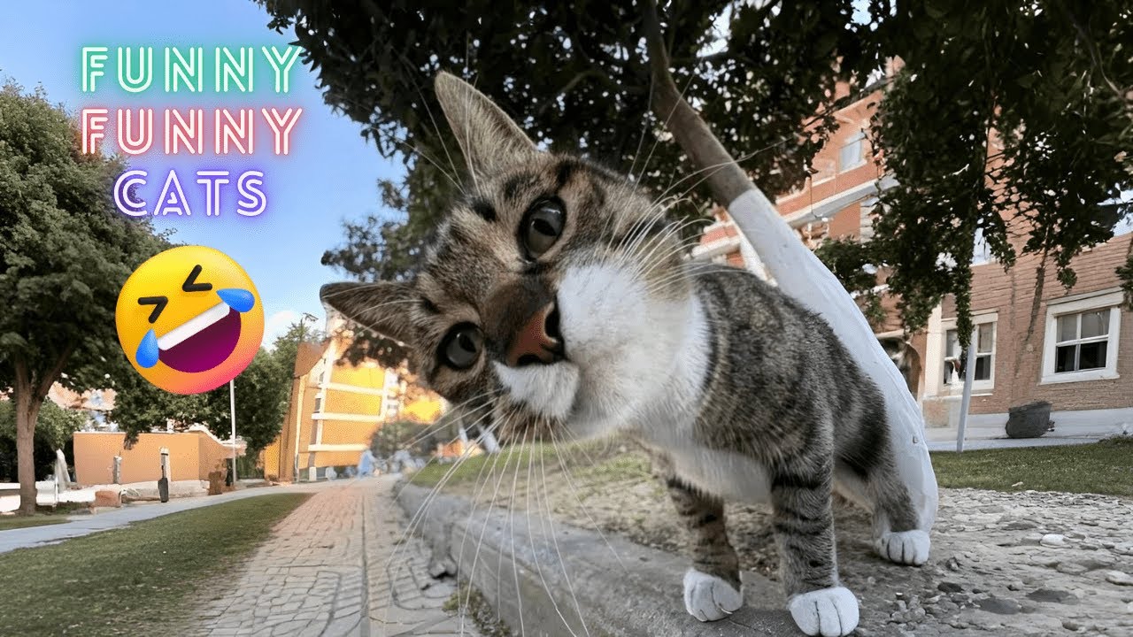 Funniest Cats Ever 😹 | Try Not To Laugh Challenge 2025 – Cute & Crazy Cat Moments