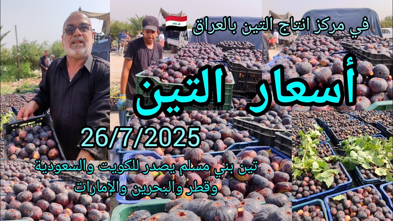 اسعار تين بني مسلم العراق بابل 26/7/2025 في مركز انتاج وتصدير التين العراقي لمختلف المحافظات والخليج