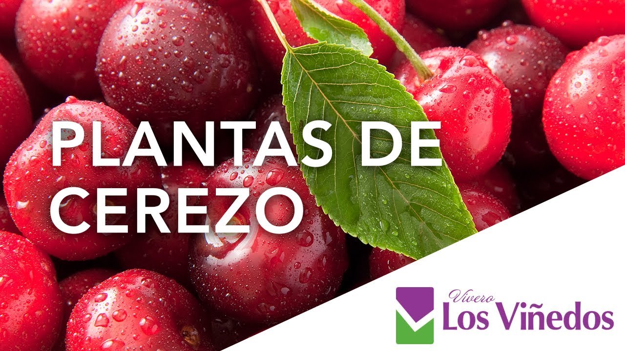 PLANTAS DE CEREZO