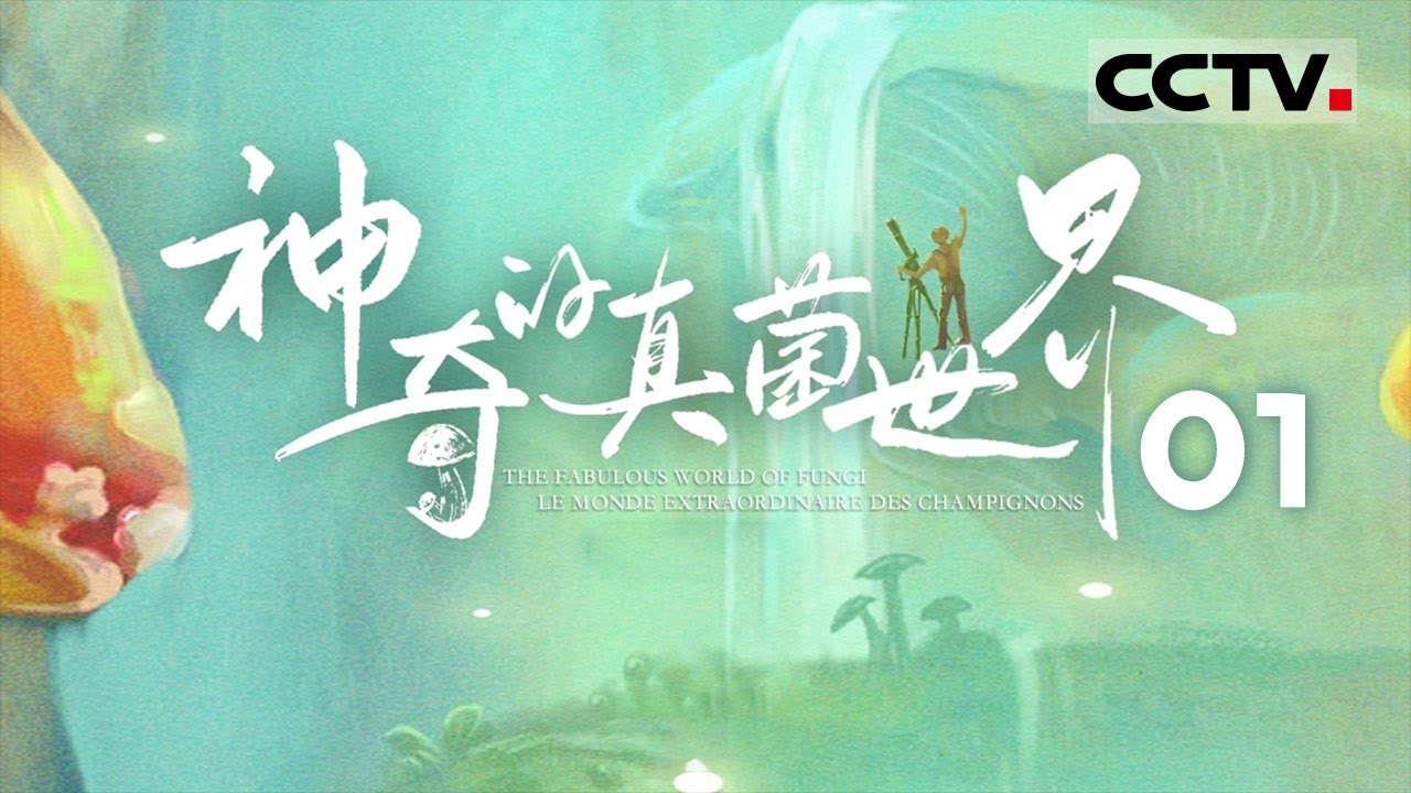 《神奇的真菌世界》01 开启一场神奇真菌之旅 这里有最全的百科图鉴！【CCTV纪录】