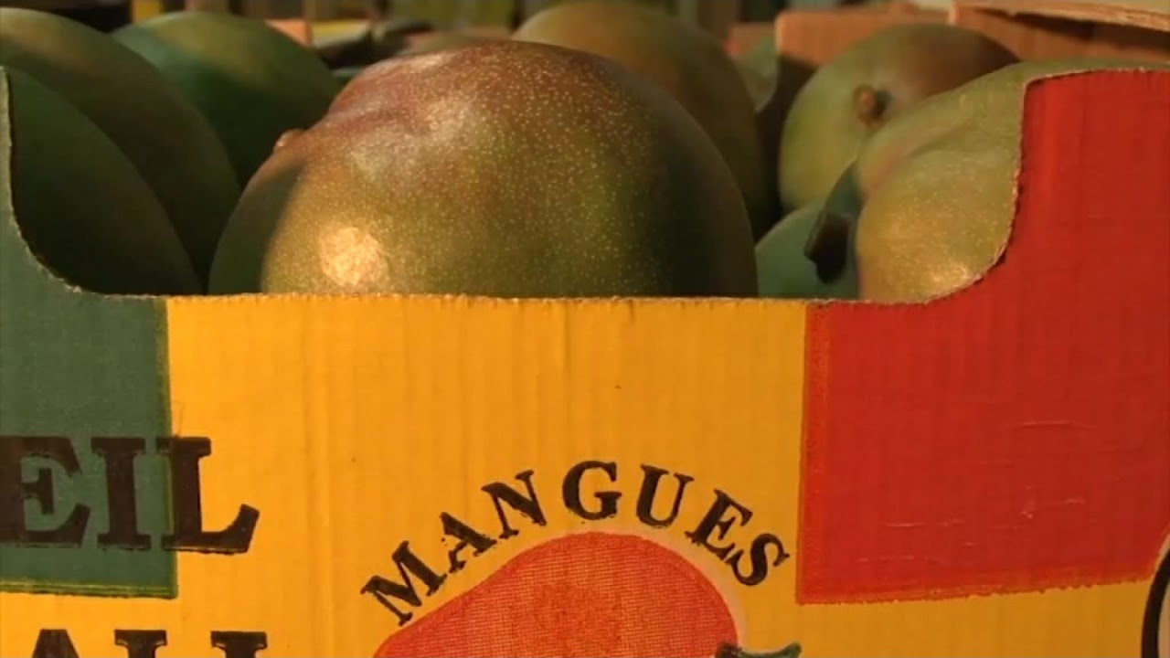Mali, INDUSTRIALISATION DE LA FILIÈRE MANGUE