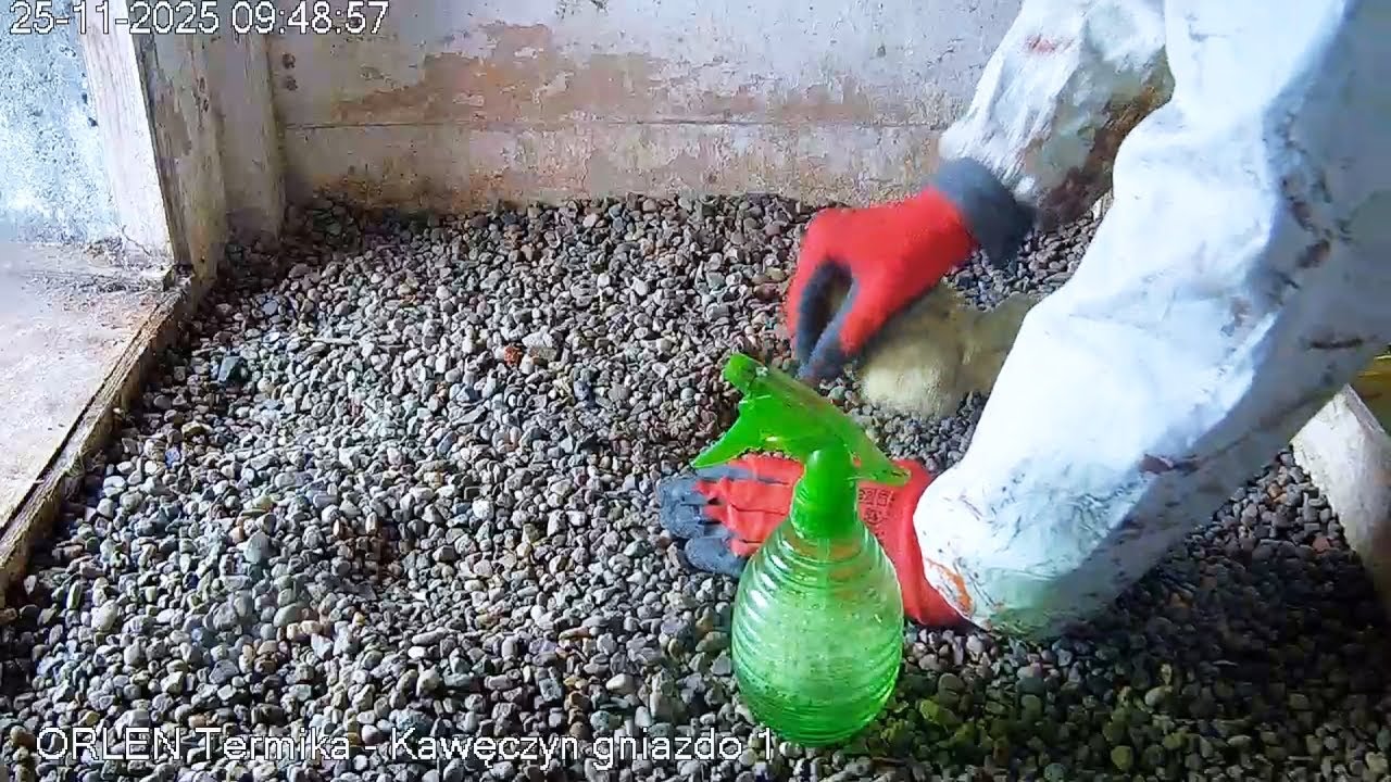 Prace porządkowe w gnieździe Czarnookiej i Apasza 25 11 2025 Kawęczyn sokoły wędrowne