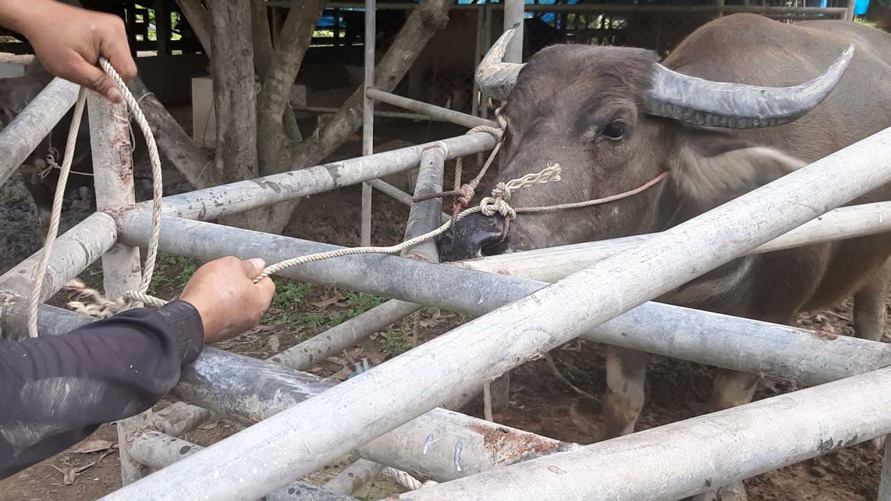 EP 87 มาดูซันดาฟาร์ม ฉีดยาถ่ายพยาธิชุดใหญ่ ให้แม่ควายที่ท้องแก่