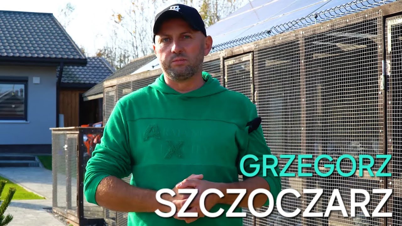 Grzegorz Szczoczarz - PZHGP 0294 Rzeszów / Samica od Medrysy dała nową siłę 🏆🎉👌