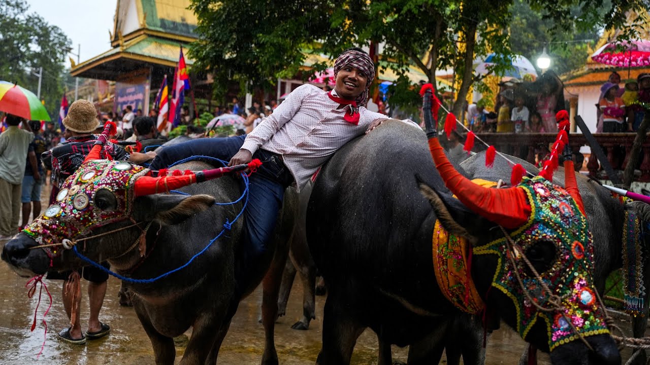 ការប្រណាំងសេះនិងក្របីក្នុងថ្ងៃបុណ្យភ្ជុំនៅវត្តព្រះវិហារសួគ៌