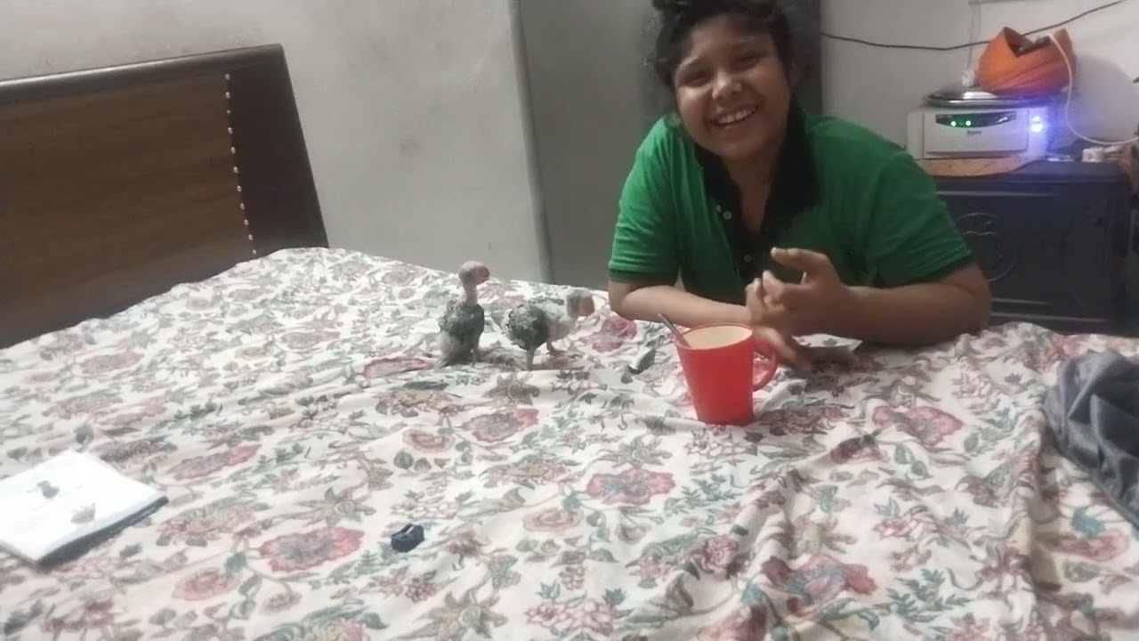 #parrot ke baby Ko nahin le raha hai koi