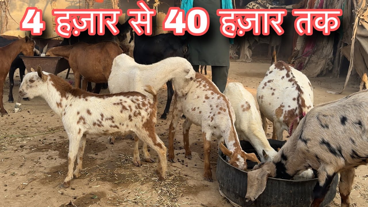 सस्ते बकरे बकरियां यहाँ मिलेंगी goat farm 