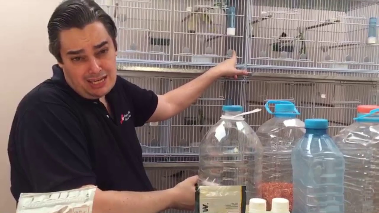 Como criar Tarins e Pintassilgos em Ambiente Doméstico