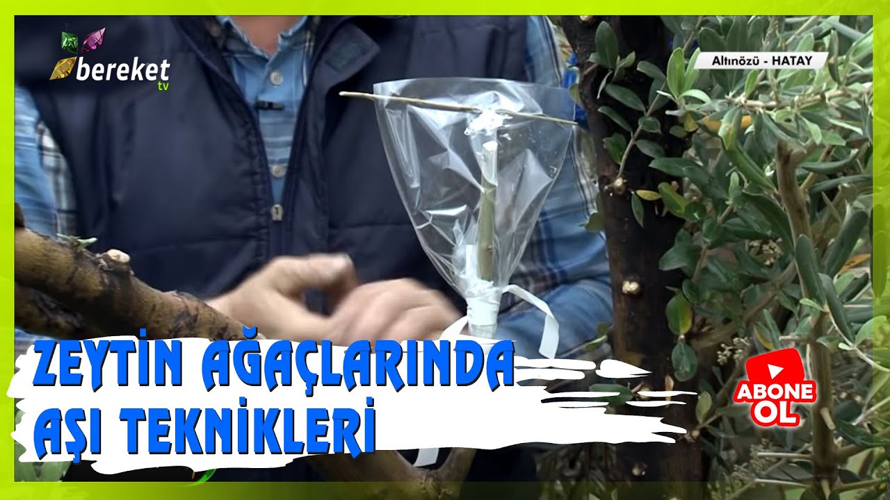 Tarımsal Eğitim  - Zeytin Ağaçlarında Aşı Teknikleri / Hatay