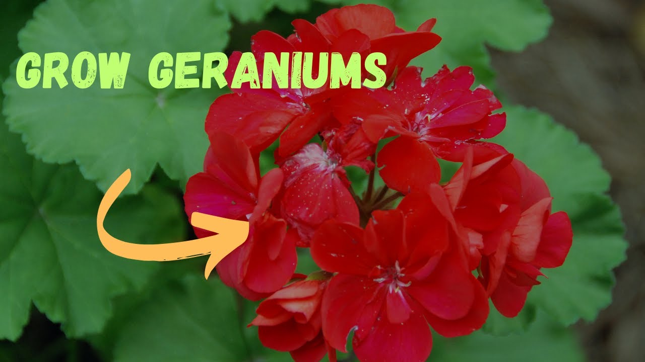 Grow ENDLESS Blooming Geraniums Indoors | Complete Care Guide