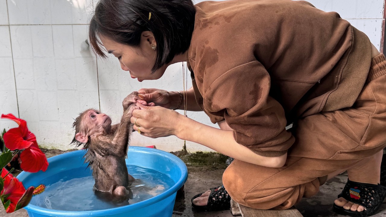 A Relaxing Day Baby Monkey Feels Happy as Mom Gives Him a Bath