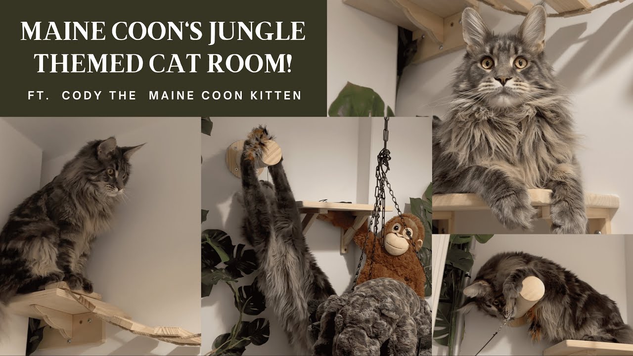 Maine Coon Kitten Playing In Jungle Themed Cat Room!