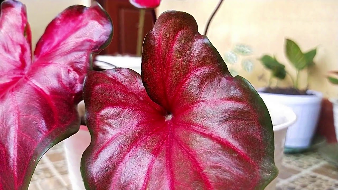 Caladium Thailand 