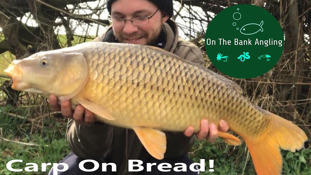Catching Carp on Bread - Spires Lakes