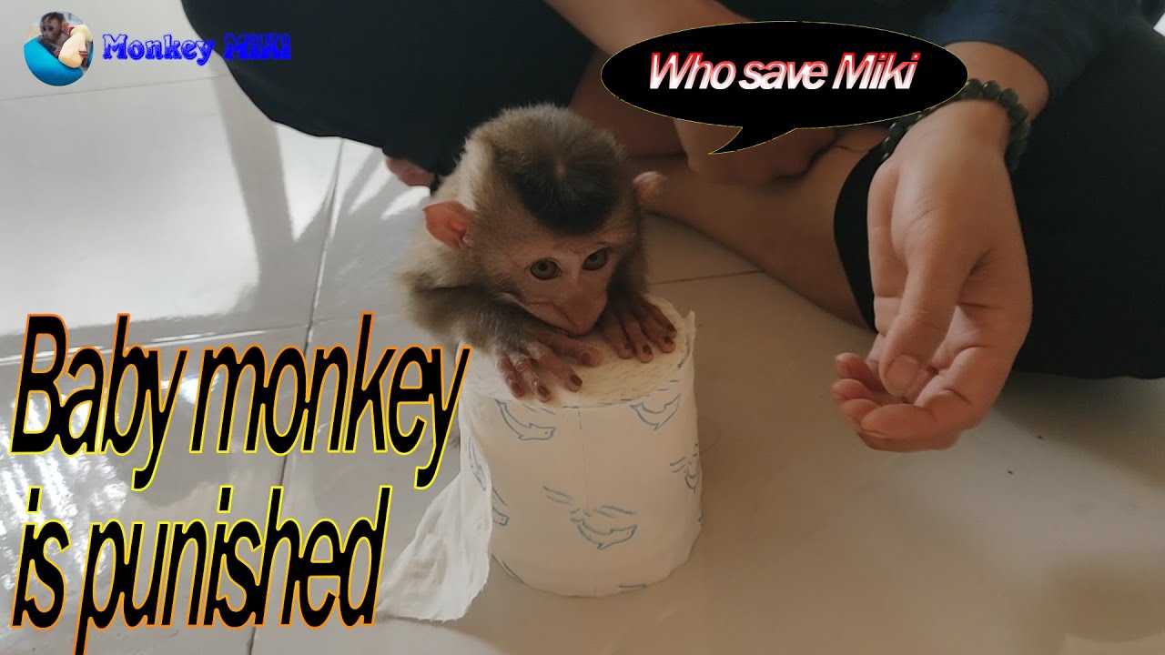 Baby monkey is disciplined for not listening to mother | Monkey Miki